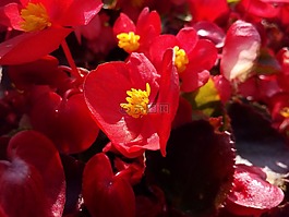 红色,花卉,秋海棠