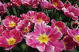 荷蘭,花,花園