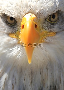 面對,阿德勒,白尾鷹