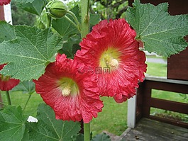 蜀葵,紅色,鮮花