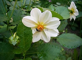 大丽花,白,蜜蜂