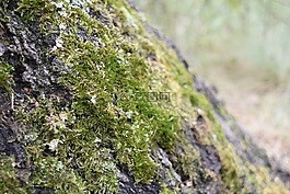 樹皮,樹,moss