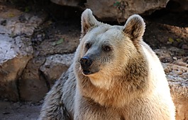 熊,灰熊,野生動物