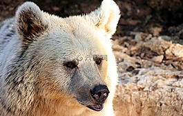 熊,灰熊,野生動物