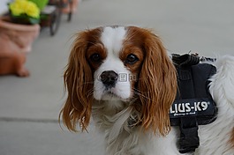 狗,騎士國王查爾斯獵犬,搞笑