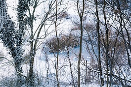 冷,弗羅斯特,雪