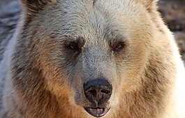 熊,灰熊,野生動物