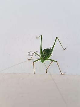 動物,bug,漂亮