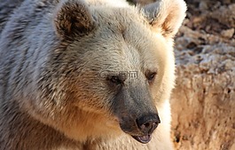 熊,灰熊,野生動物
