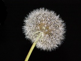 蒲公英,花,自然