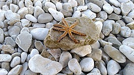 海星,動物,海