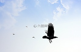 反對,鳥,藍色