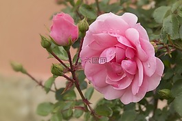 玫瑰,粉色,花卉