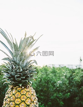 菠蘿,甜點,開胃菜