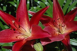 花,植物,春