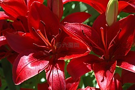 花,植物,春