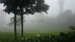 人工林,有霧,朦朧