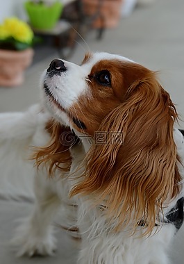 狗,騎士國王查爾斯獵犬,搞笑