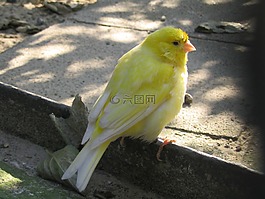 鳥,黃色,公園
