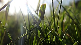 草,太陽,草坪