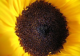 向日葵,花,內(nèi)