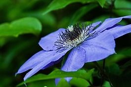 自然,植物區(qū)系,花