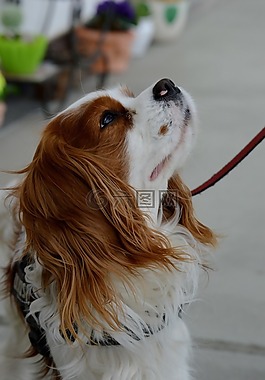 狗,騎士國王查爾斯獵犬,搞笑