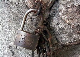 鎖,墊,樹