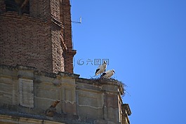 鸛,動物世界,鐘塔