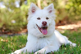 狗,小狗,lapphund