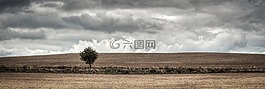 树,场,天堂