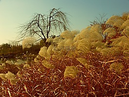 秋季,湖公園,里德