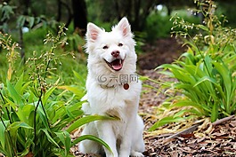 狗,小狗,lapphund