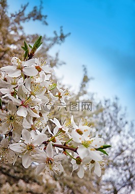 春,樹,鮮花
