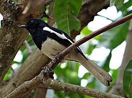 东方鹊鸲,男,copsychus saularis
