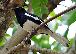 东方鹊鸲,男,copsychus saularis