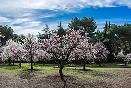 杏仁樹,春,公園