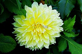 花,大丽花,黄