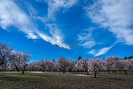 杏仁樹,春,公園