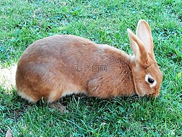 兔,動物,性質(zhì)