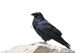 烏鴉,鳥(niǎo),動(dòng)物世界