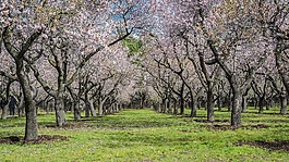 杏仁樹,春,公園