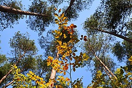 樹,冠層,秋