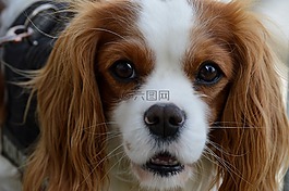 狗,騎士國王查爾斯獵犬,搞笑