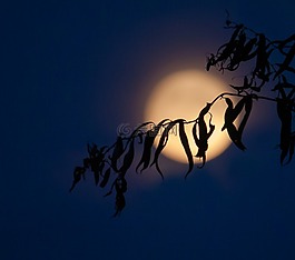 月球,滿月,夜