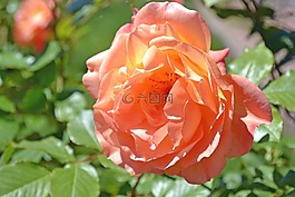 玫瑰,粉紅色,花