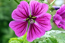 花,性質(zhì),廠