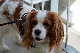 狗,骑士国王查尔斯猎犬,搞笑