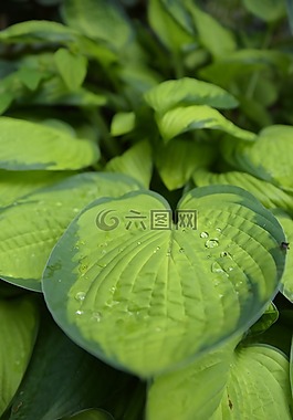 葉,植物,綠色