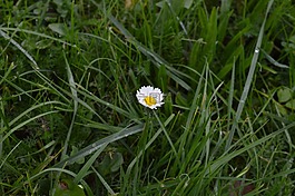露,雛菊,花
